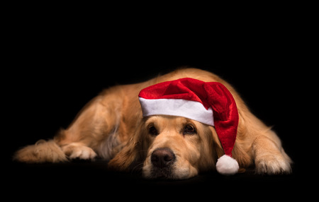 Golden Retriever dog isolated on a black backgroundの写真素材