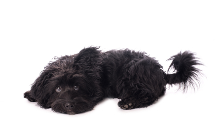 Adorable mixed breed dog isolated on a white backgroundの写真素材