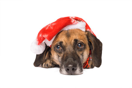 Dog in a christmas hat isolated on a white backgroundの写真素材