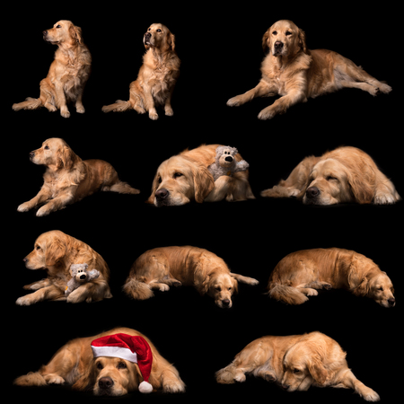Golden retriever collection isolated on a white backgroundの写真素材