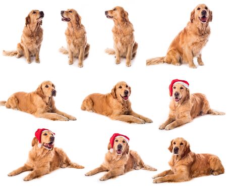 Golden retriever collection isolated on a white backgroundの写真素材
