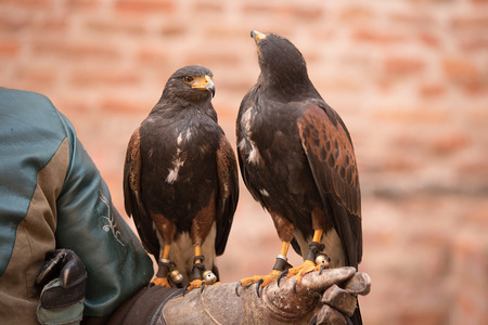 Trained red winged buzzard sitting on owner's hand