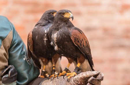Trained red winged buzzard sitting on owner's handの写真素材
