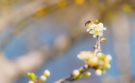 Blossoming cherry trees in spring for backgroundの写真素材