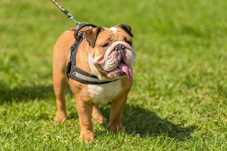 English Bulldog in the green park. Dog portraitの写真素材