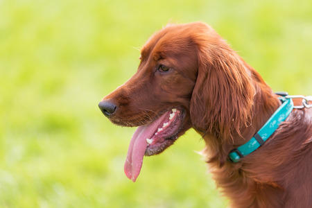 Closeup photo of a Irish Setter dogの写真素材