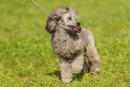Poodle dog in the green park. Dog portraitの写真素材