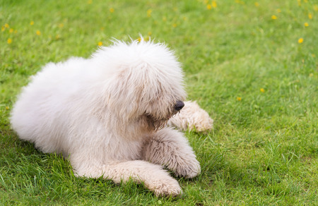 Hungarian komondor dogs in the park. Dog portraitの写真素材