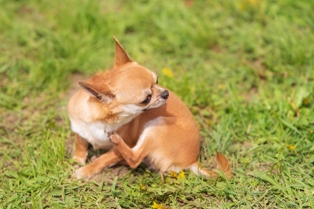 Chihuahua dog in the park. Dog photoの写真素材