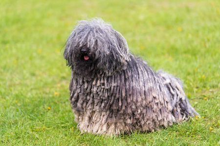 Gray hungarian puli dog in the green parkの写真素材