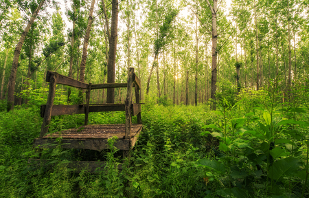 Forest landscape a summers dayの写真素材