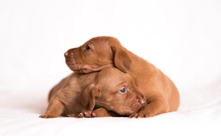 Adorable hungarian Vizsla dogs on the white backgroundの写真素材