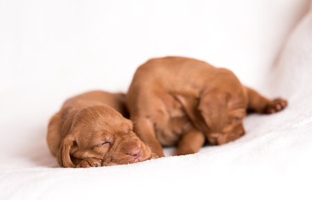 Adorable hungarian Vizsla dogs on the white backgroundの写真素材