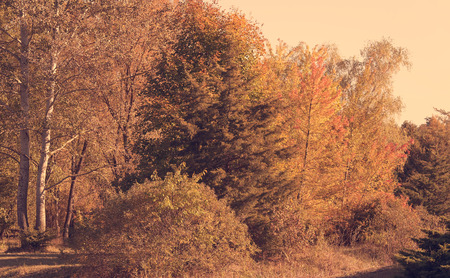 Beautiful park in the autumn dayの写真素材