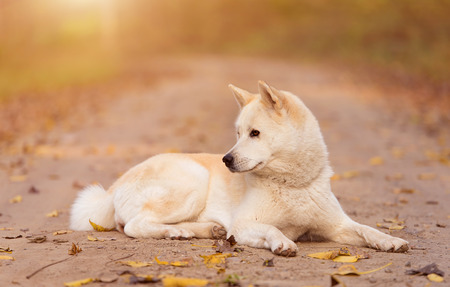 Beautiful Akita dog resting in the forestの写真素材