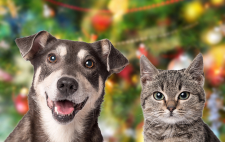 Cat and dog looking in the camera on christmas background