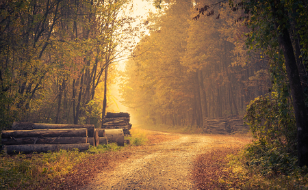 Road in the autumn forestの写真素材