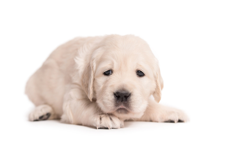 Little Golden Retriever dog on a white backgroundの写真素材