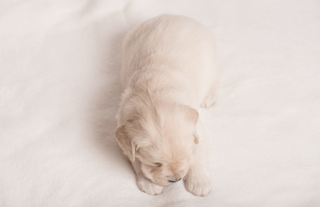 Adorable Golden Retriever dog on a white backgroundの写真素材