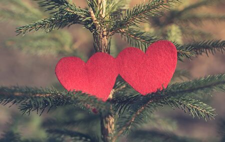 Two heart shape on pine tree. Love symbolの写真素材