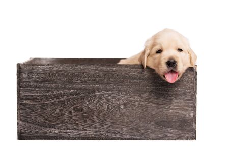 Adorable Golden Retriever dog in a wooden boxの写真素材