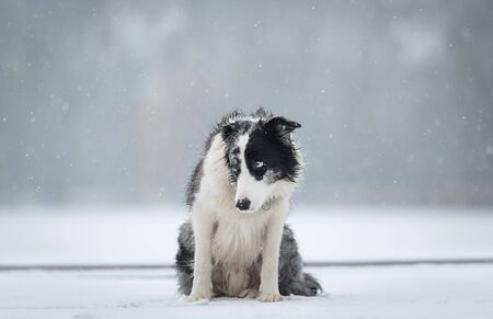 Beauty Border Collie dog in the winter parkの写真素材