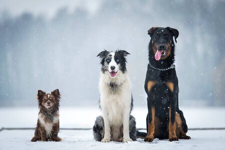 Three dog sitting in the winter park a snowy dayの写真素材
