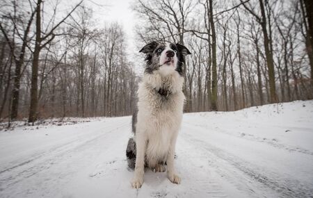 Border Collie dog sitting in the park a winters dayの写真素材