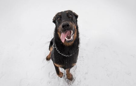 Funny dog sitting on snow a winters day in the parkの写真素材