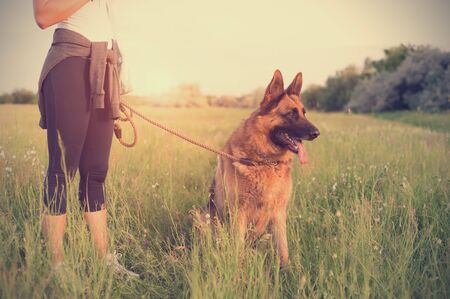 German shepherd dog with owner in the parkの写真素材