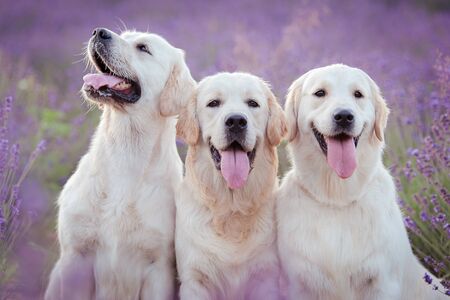 Three adorable golden retriever dog in the lavender fieldの写真素材