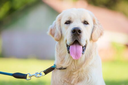 Golden retriever dog in the farm. Detailの写真素材