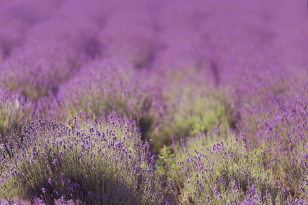 Photo of a lavender field in Franceの写真素材