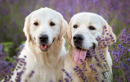 Two beautiful Golden Retriever dogs in the lavender fieldの写真素材