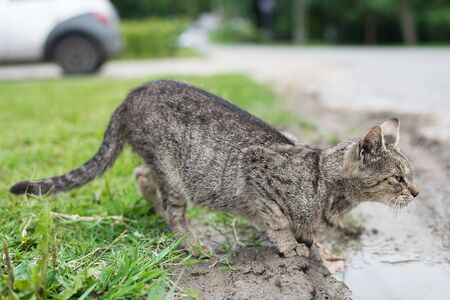Beautiful gray cat in the greenの写真素材