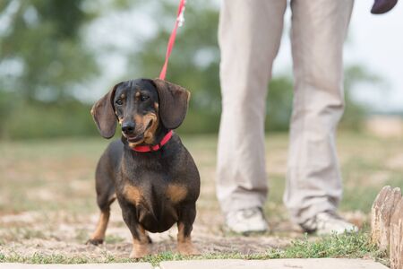 Dachshund dogs in the park. Dog portrait