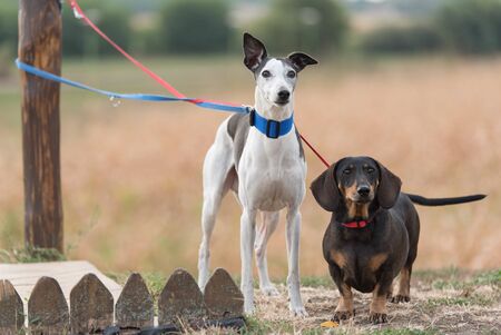 Greyhound and dachshund dogs in the park