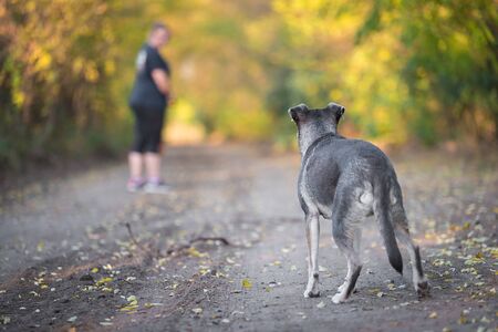 Dog training in the autumn forest. The woman calls the dogの写真素材