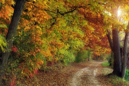 Dirt road in the colorful forest in autumn