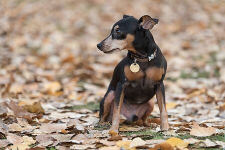 Closeup portrait of a miniature pinscher in the parkの写真素材