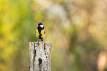 Great Titmouse is sitting on a old oak trunkの写真素材
