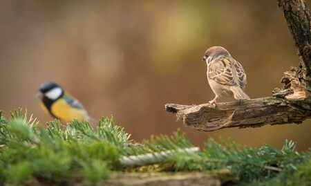 Photo of a house sparrow on a withered branch