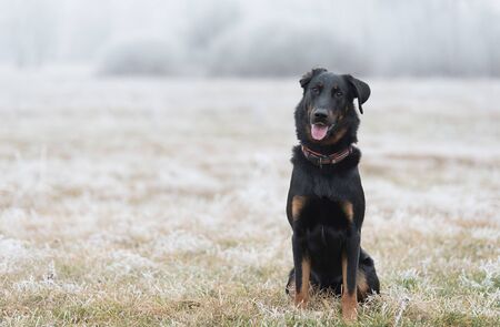 Black Beauce shepherd dog sitting in the field a winters dayの写真素材