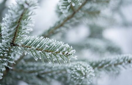 Closeup photo of a frosted pine branch a winters day