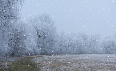 Frosted nature a winters day. Soft nature photo