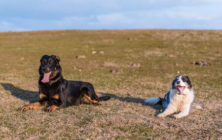 Border Collie an a Beauceron dogs in the parkの写真素材