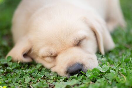 Adorable Labrador retriever dog sleeping in the green. Closeup photoの写真素材