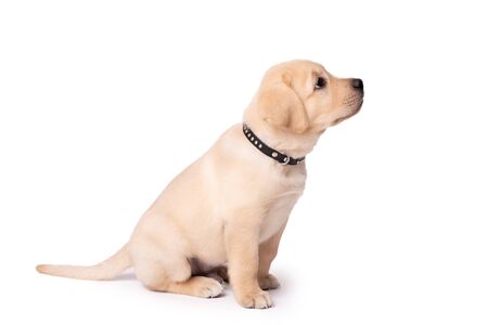 Beautiful yellow labrador puppy sitting on a white backgroundの写真素材