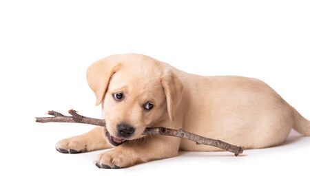 Beautiful yellow labrador puppy playing with a stick on a white backgroundの写真素材