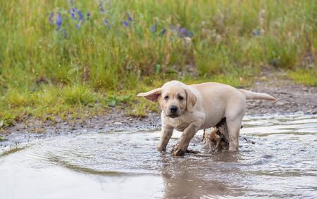 Labrador retriever puppy play in the puddleの写真素材
